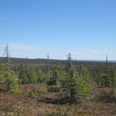 Riisitunturin ja Oulangan kansallispuistot 2015